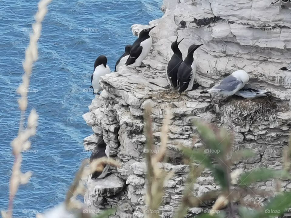 Guillemots at Flamborough Head