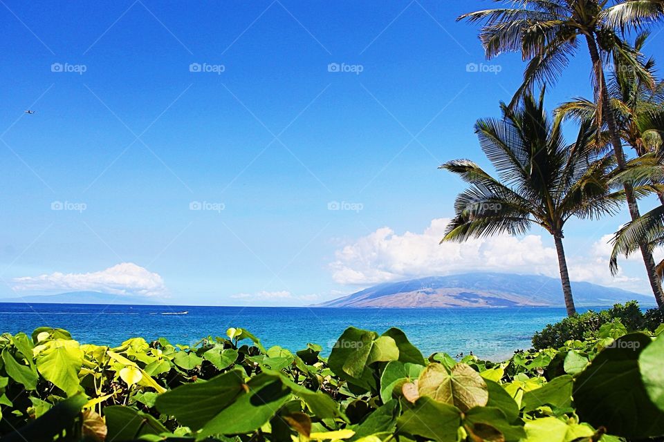 Tropical, No Person, Water, Summer, Beach