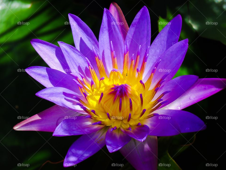 Purple water lily