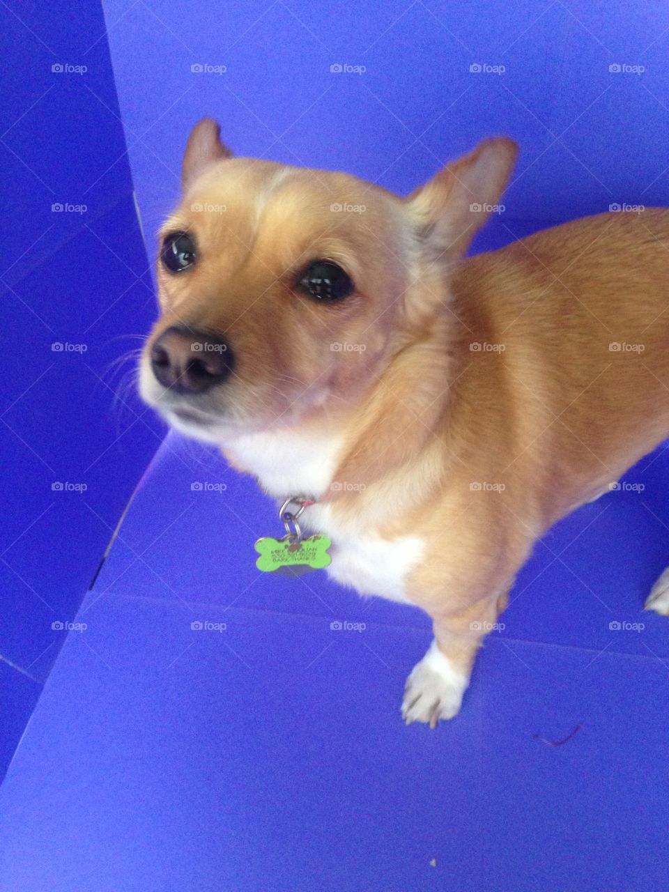 My dog in a dark blue box. 