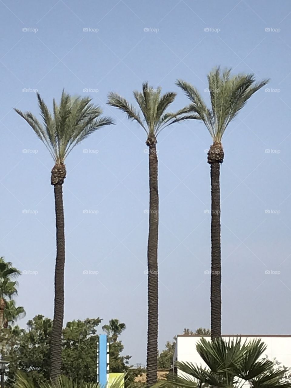 Three tall palm trees in the city.