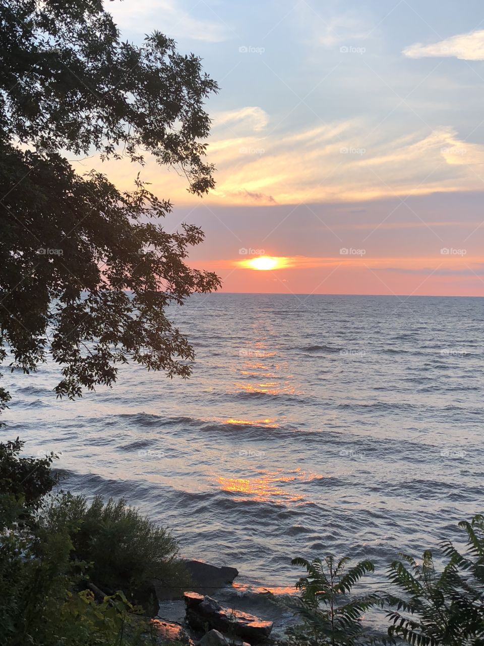 Tree and Sunset