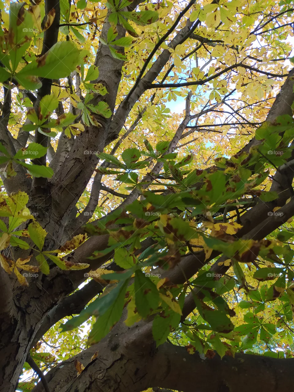 chestnut tree