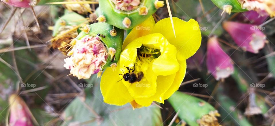 Beautiful bees on a yellow cactus flower.