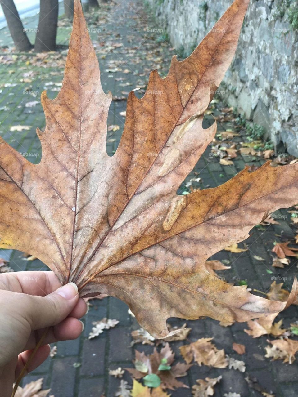 🍁🍁🍁🍁🍁🍁🍁🍁🍁🍁🍁🍁