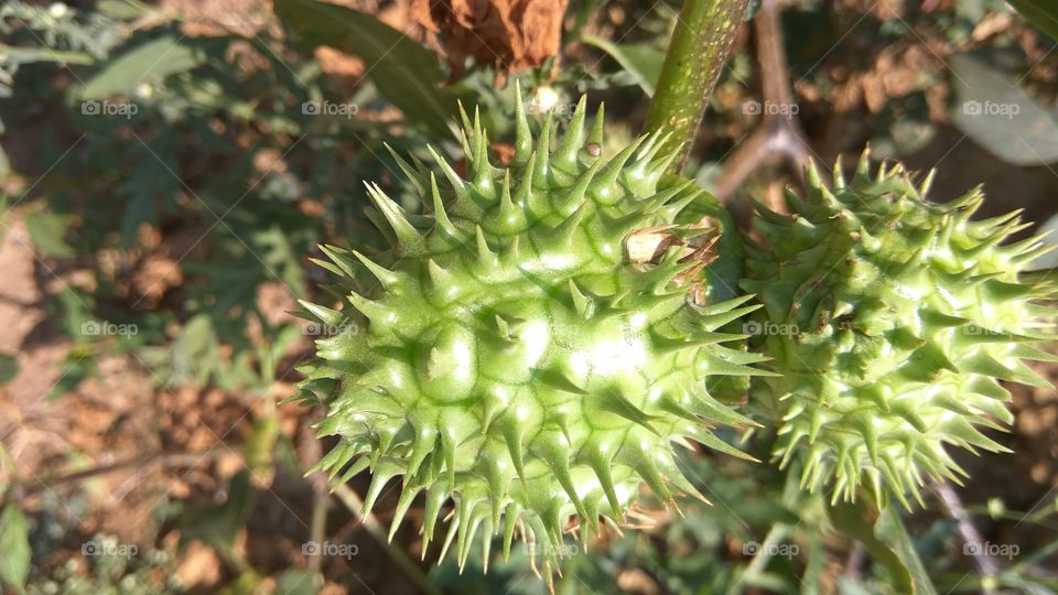 identify niddle of fruits