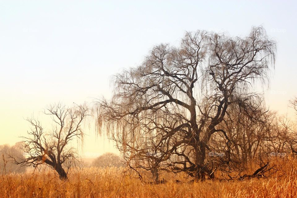 beautiful morning landscape