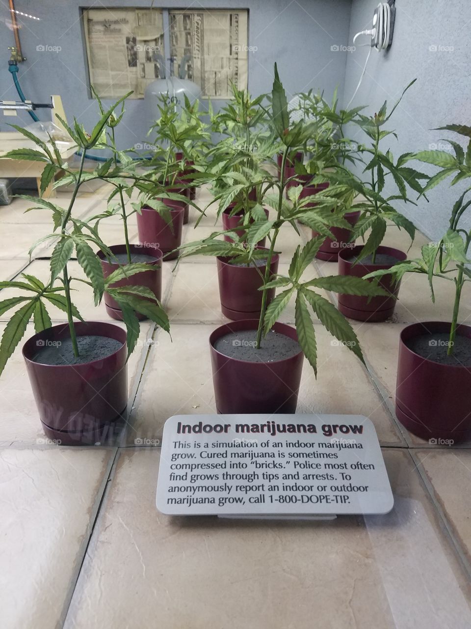 Indoor Marijuana grow