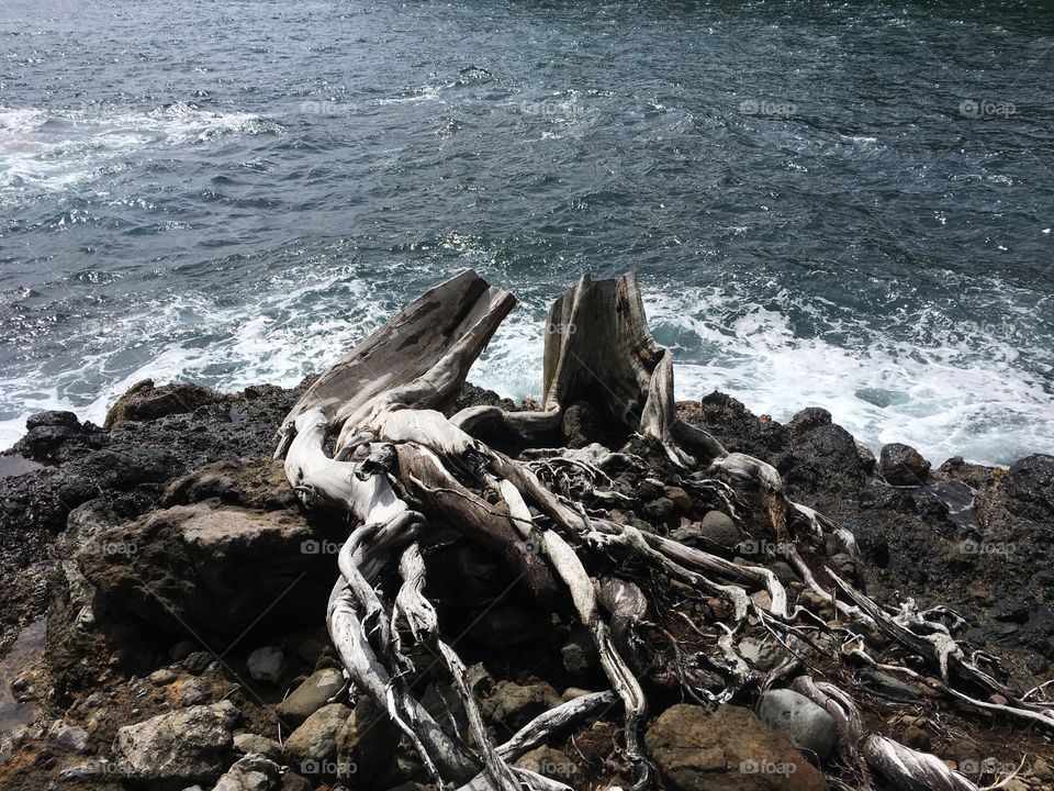Dead tree stormy water sea tree trunk 