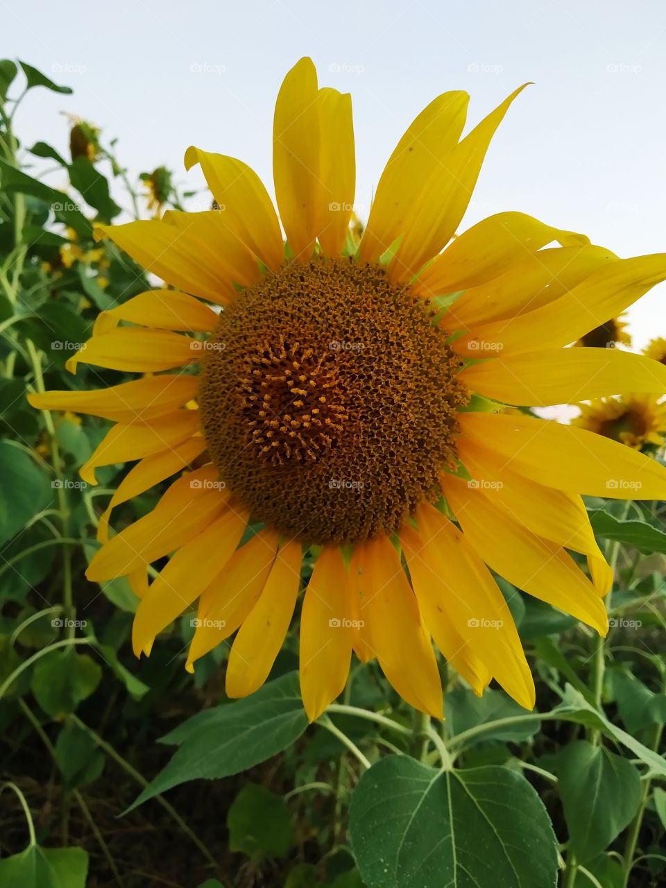 yellow sunflower