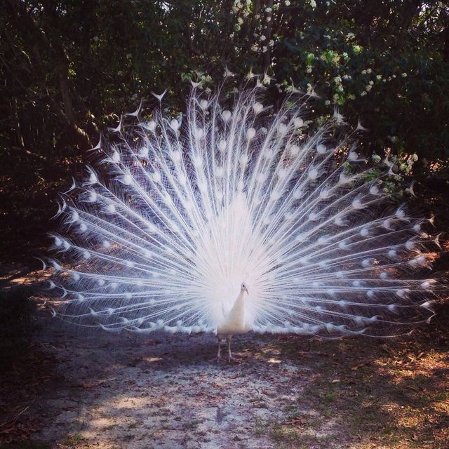 Peacock