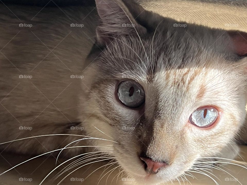 Gatito Michu con ojos bonitos