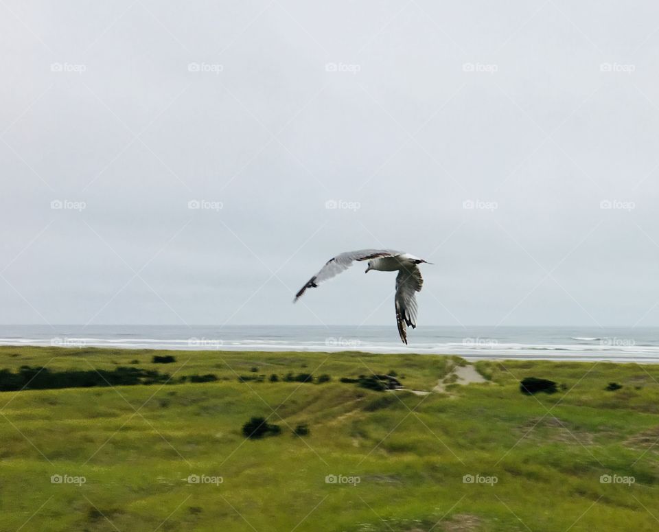 Seagull and path 2, Long Beach, WA