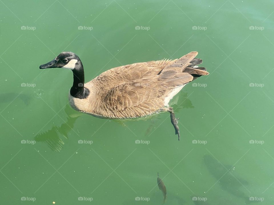 A lone duck in the water 