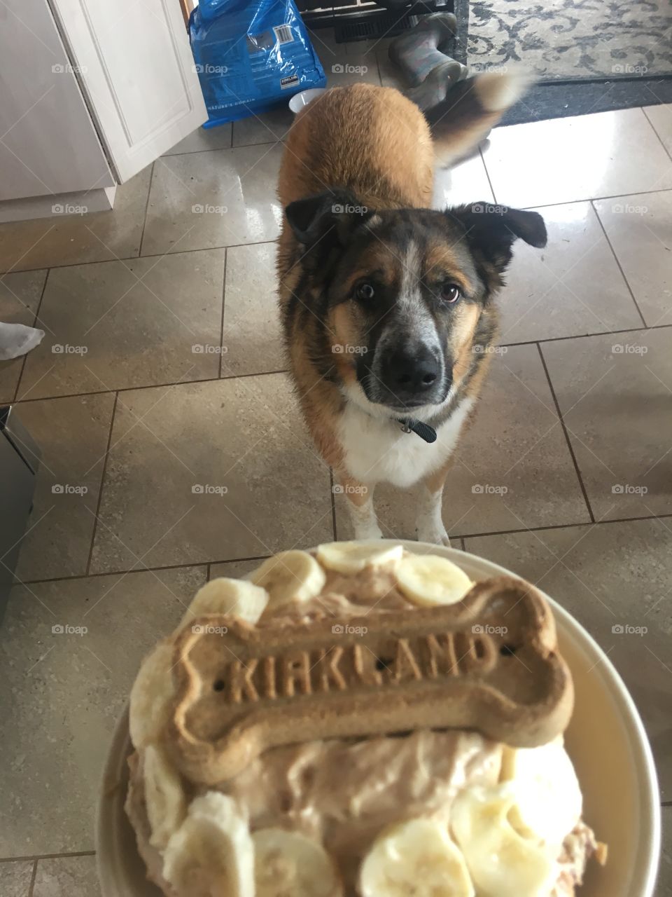 A dog looks up expectantly as her owner (not shown) holds a cake topped with bananas and a dog biscuit