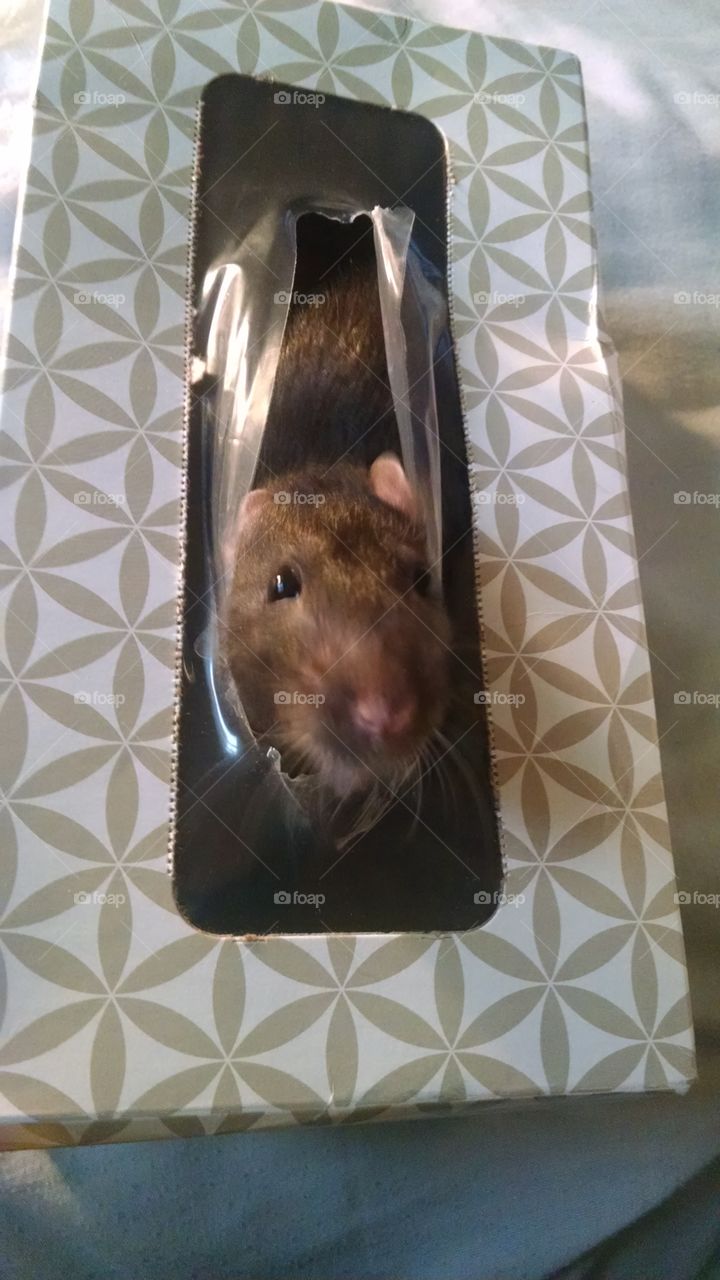 One, No Person, Mammal, Mouse, Rat