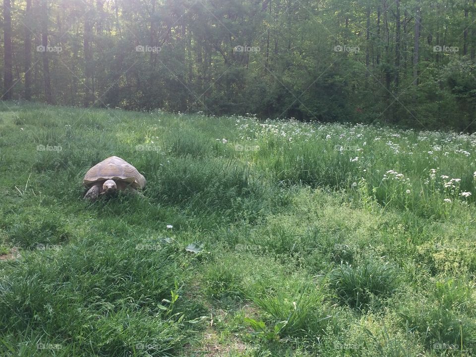 Sulcata Giant tortoise in grass