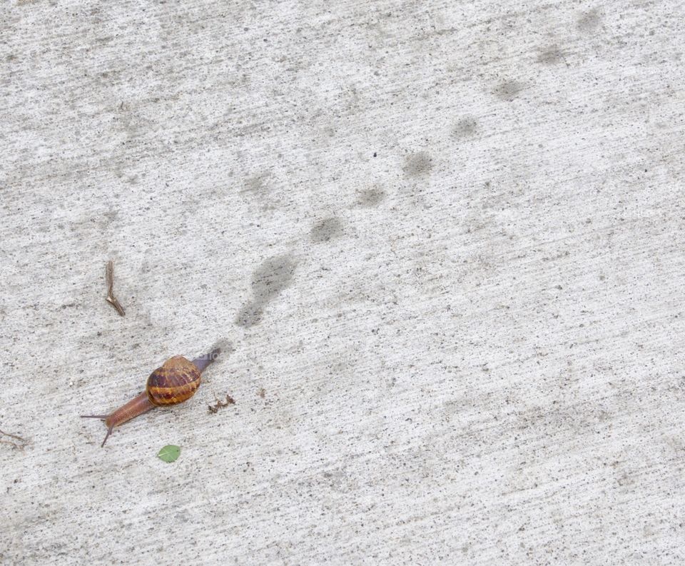 Snail with trail