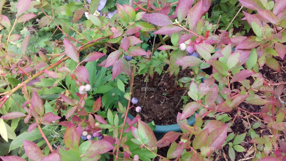 Blueberries growing in a pot outside, showing some ripening in the summer. Close up.