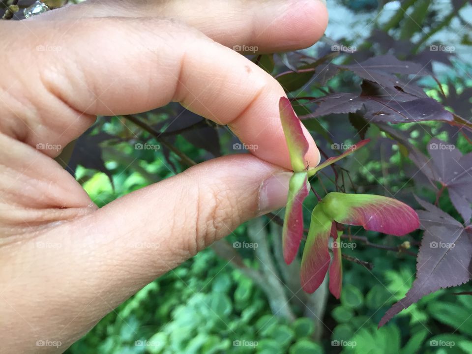 Triple seed pod