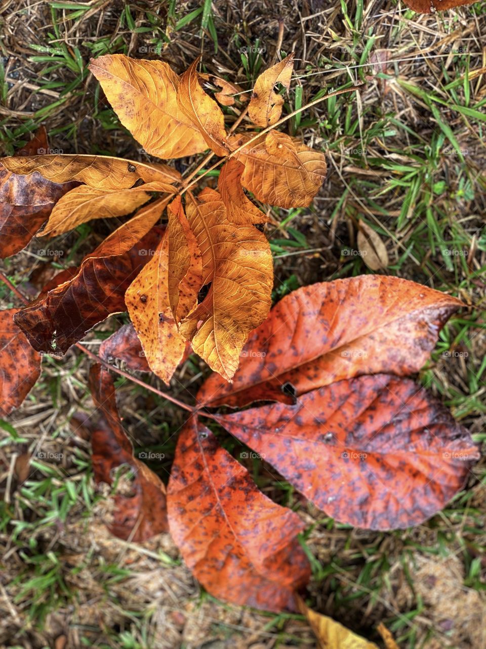 Fall Leaves More Intrusions 1