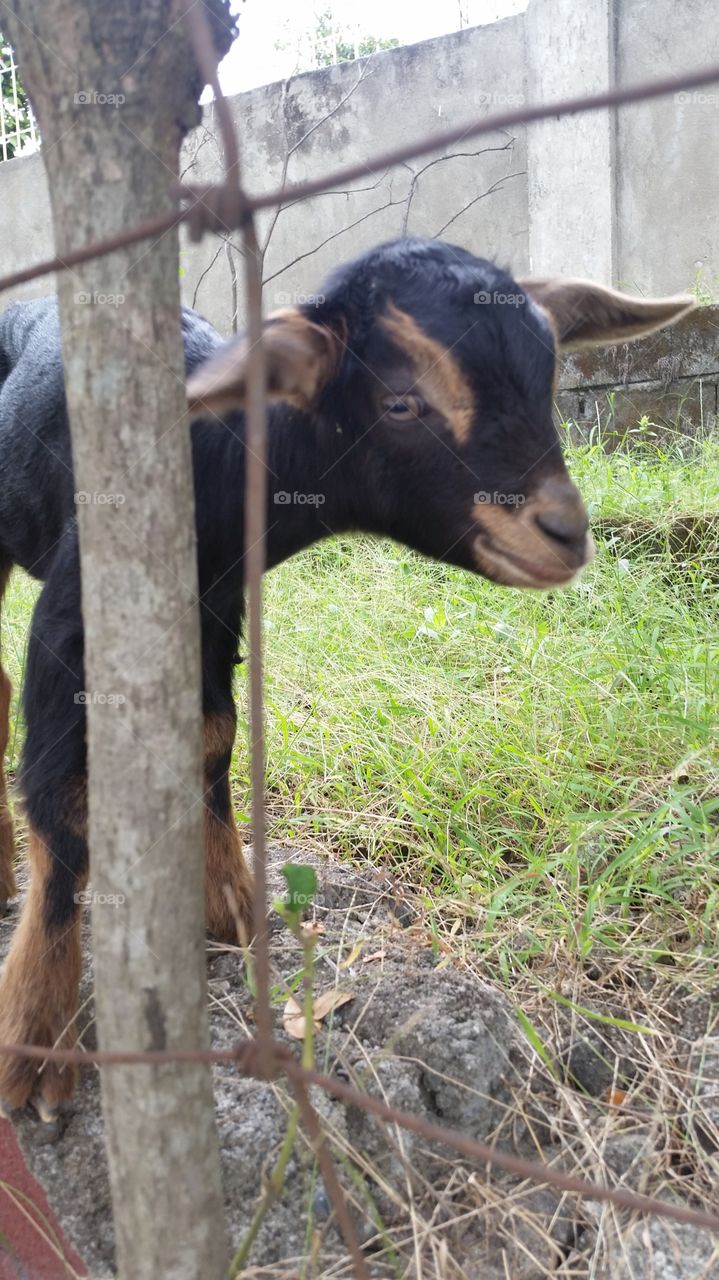 baby goat