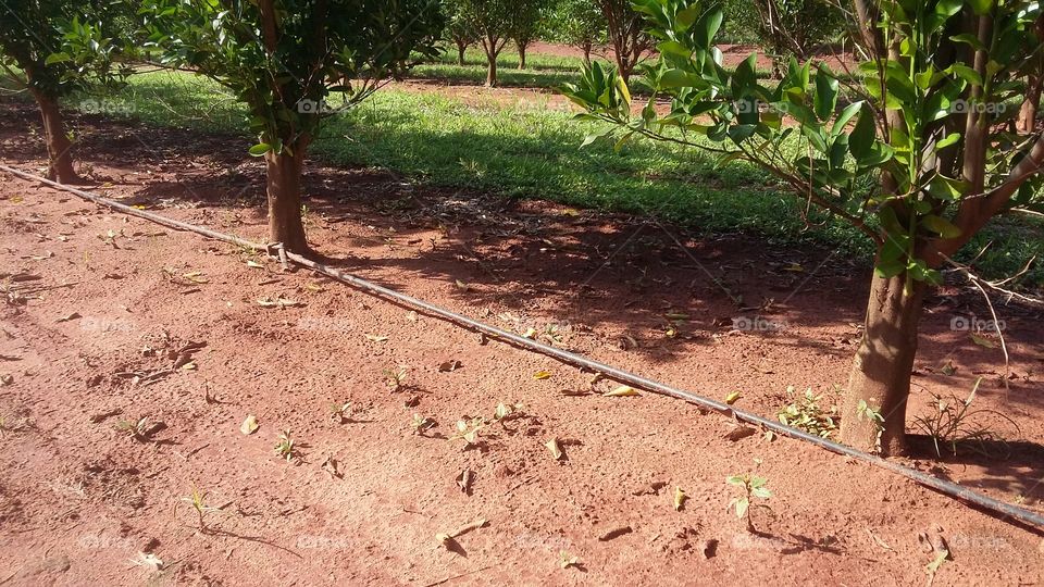 Tangerine - Citrus reticulata - var. Ponkan - Drip Irrigation