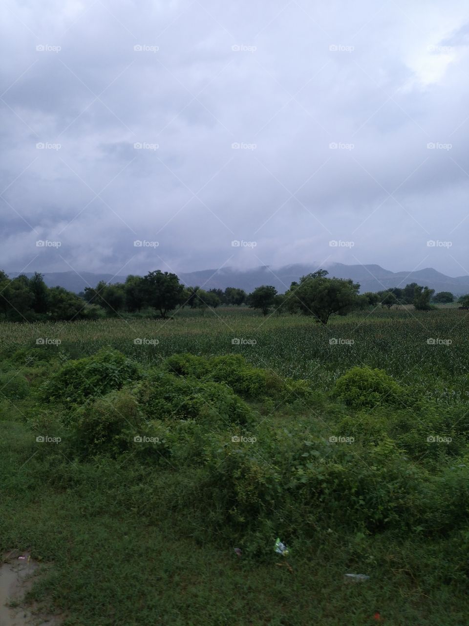 Scenic view of field