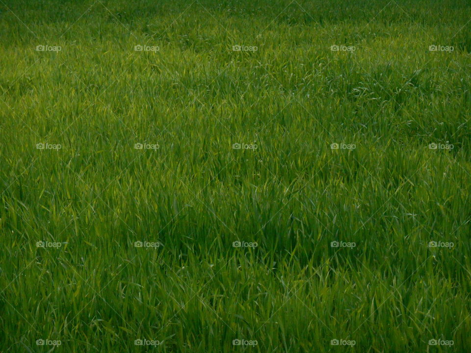 Grass, Field, Growth, Hayfield, No Person