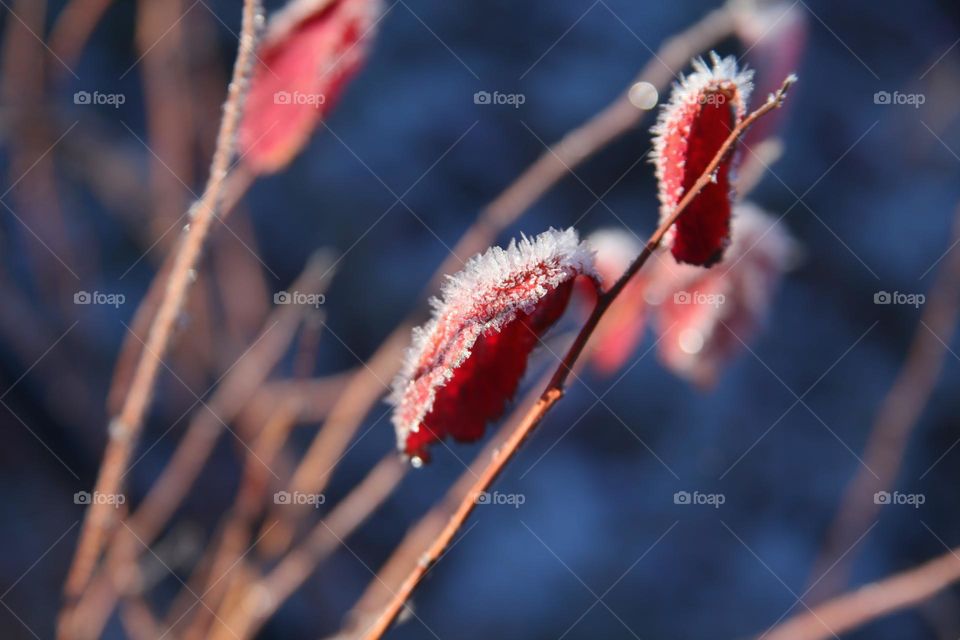 plants and flowers frozen outside in the garden. icy frost covers the stems and leaves of flowers in the form of micro-icicles.