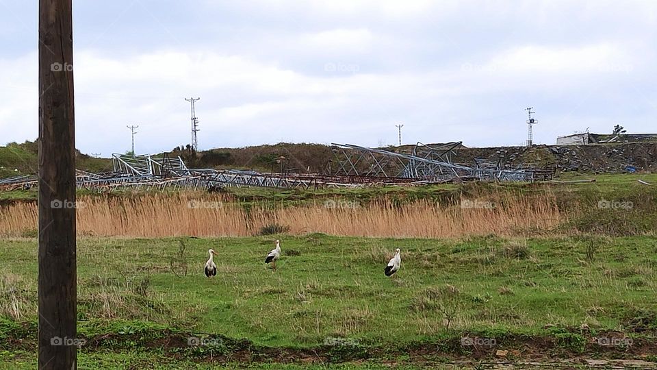 It is possible to see storks with spring.