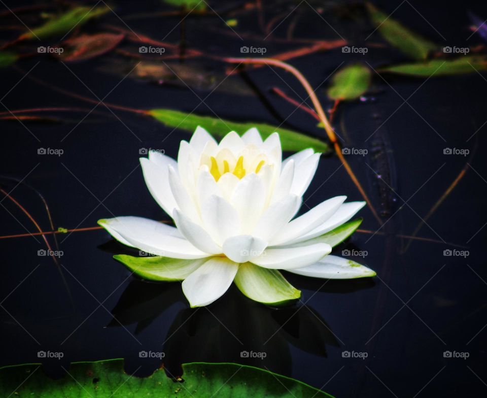 water lily