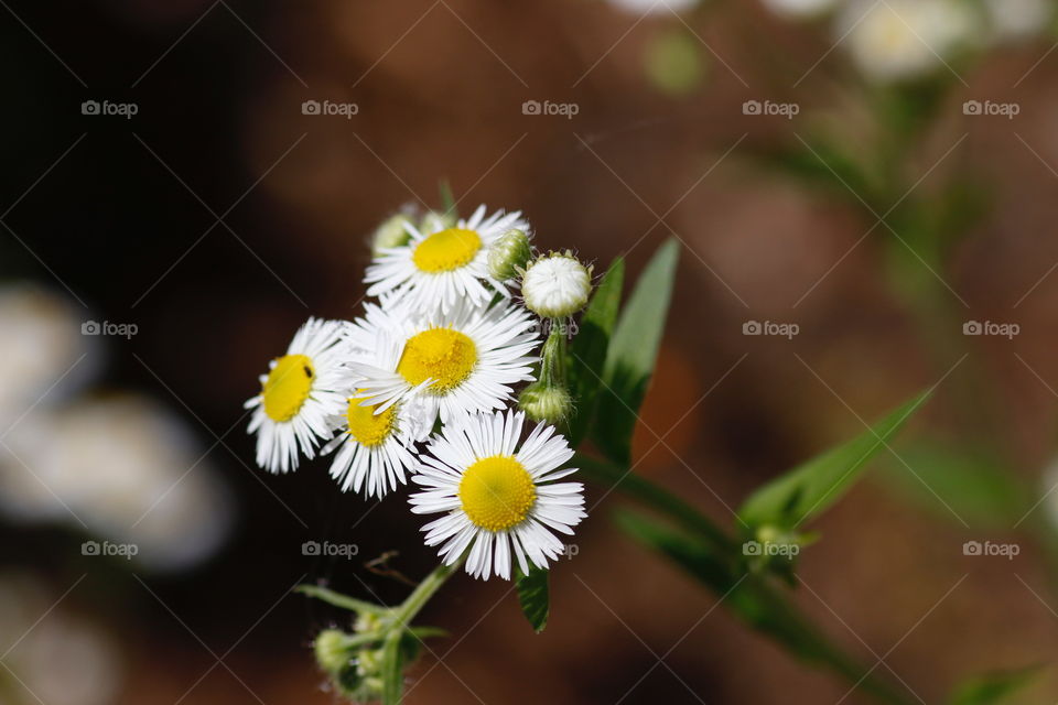 Wild white little flowers