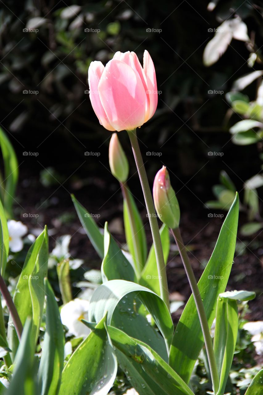 Pink Tulips 