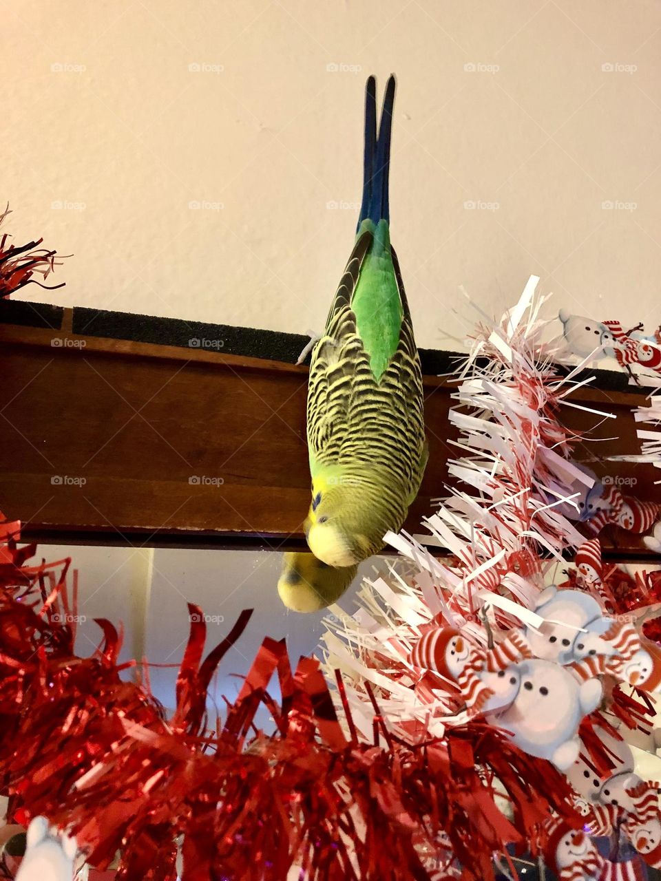 Checking out the mirror - curious  Coco upside down  🦜