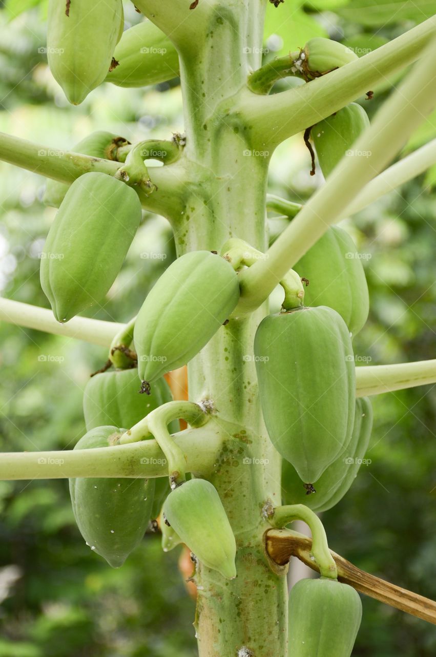 Papaya tree in nature garden