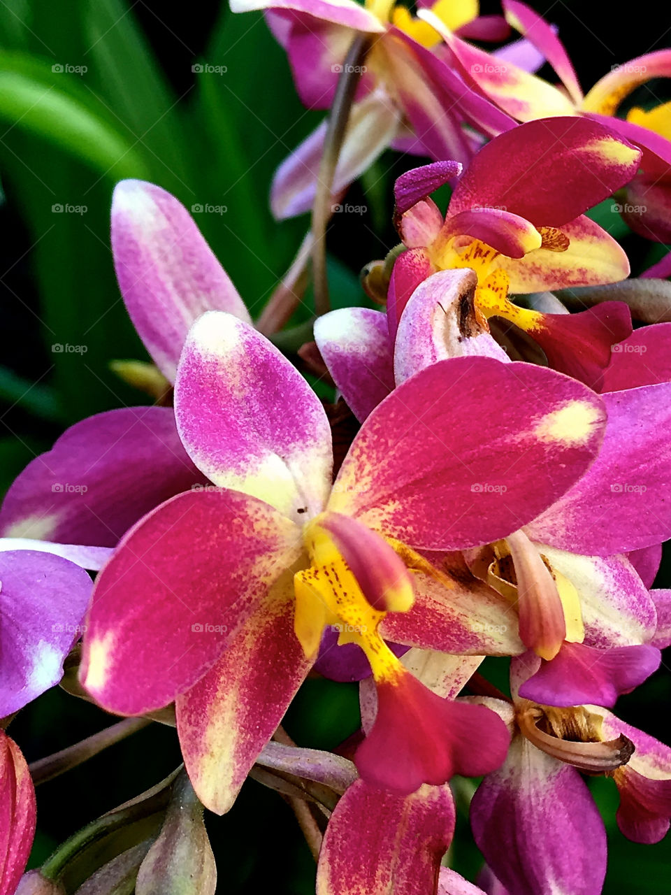 Pretty tropical flower