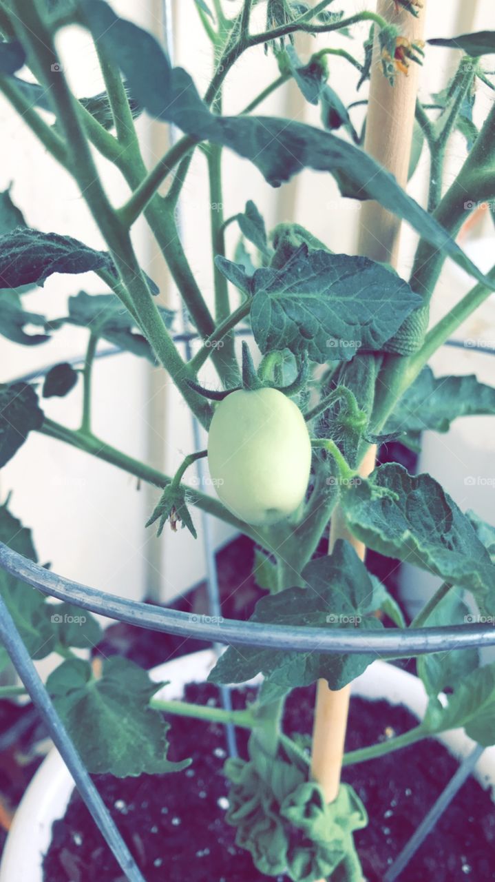 Baby tomato 