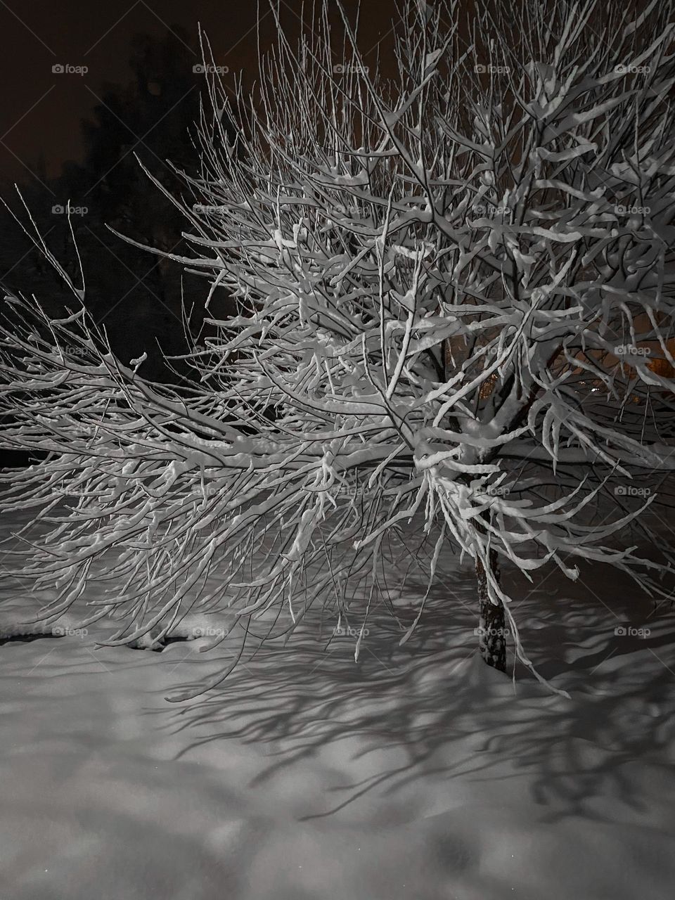 Winter forest at snowy night