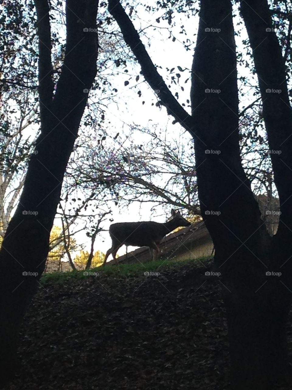 Deer . A deer on a hill close up 