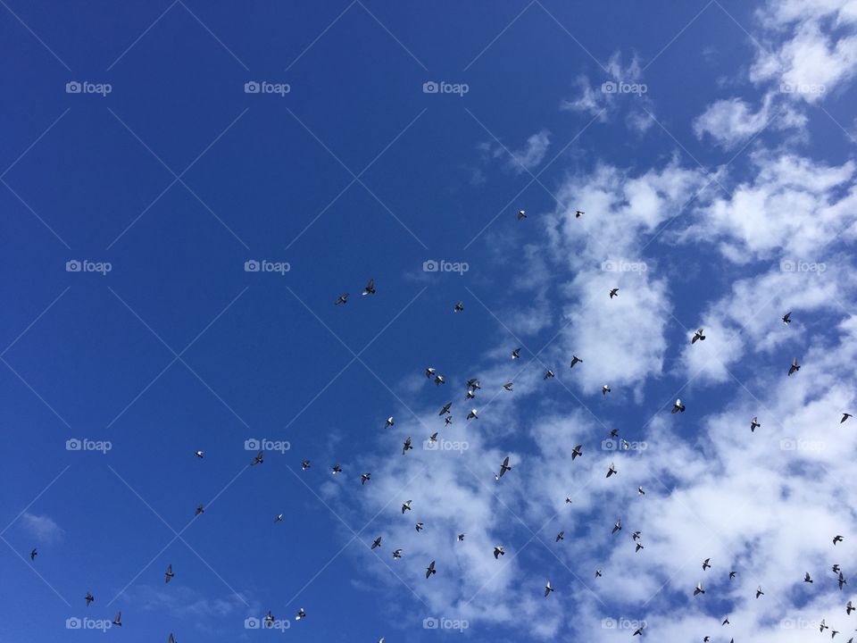 Sky and birds 