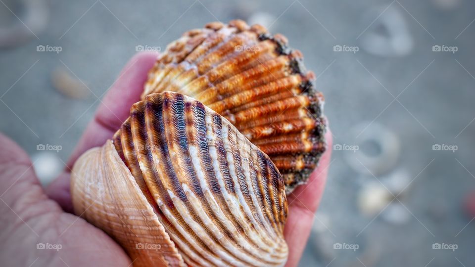 Seashells 