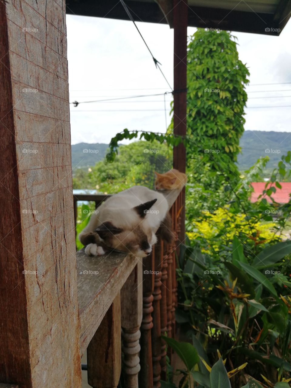 Two cats sleeping on a balcony fence with lush scenery behind