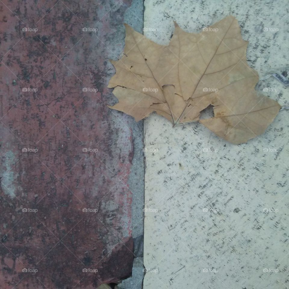 leaf and bricks