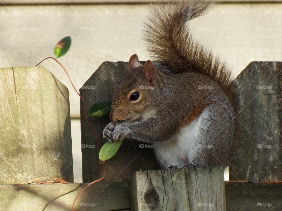 Squirrel on a fence post eating a green leaf from a vine