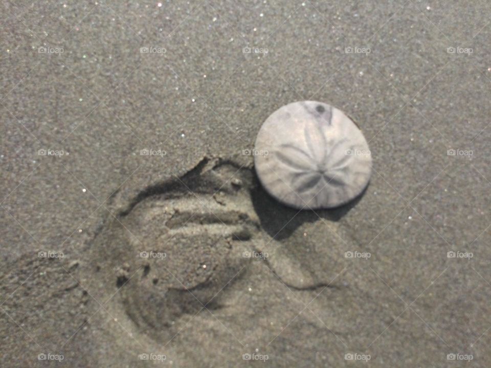 A Sand dollar on the Beach 