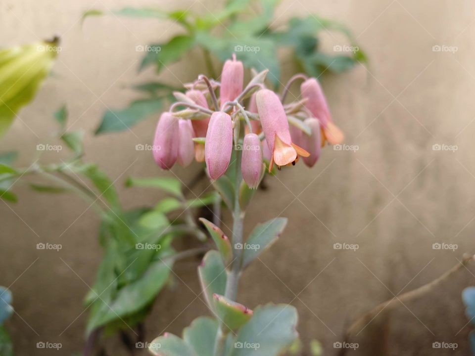Kalanchoe fedtschenkoi 'Rosy Dawn'