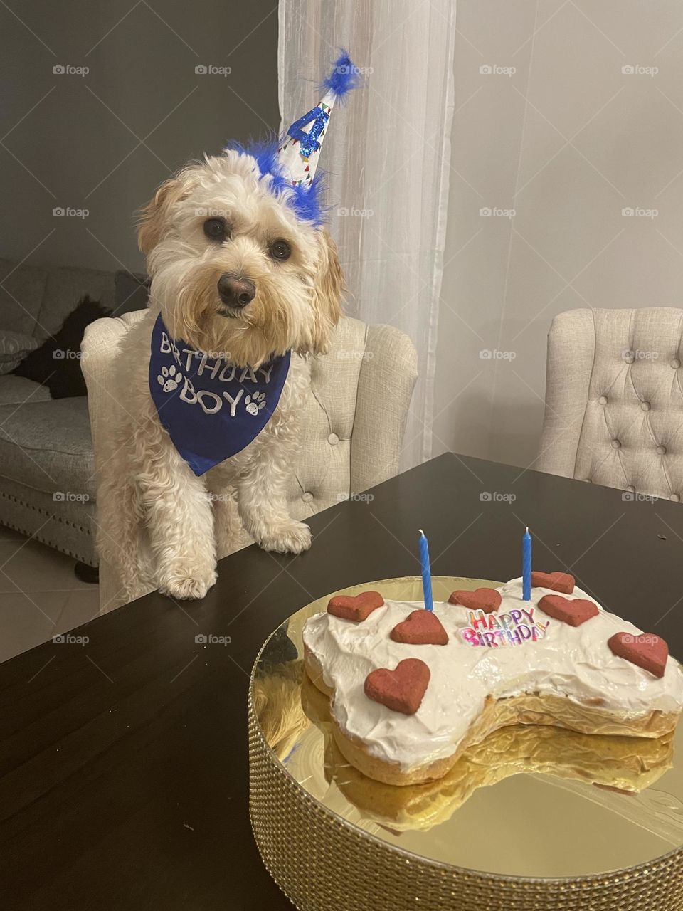Cute Cavachon Puppy’s 4th Birthday