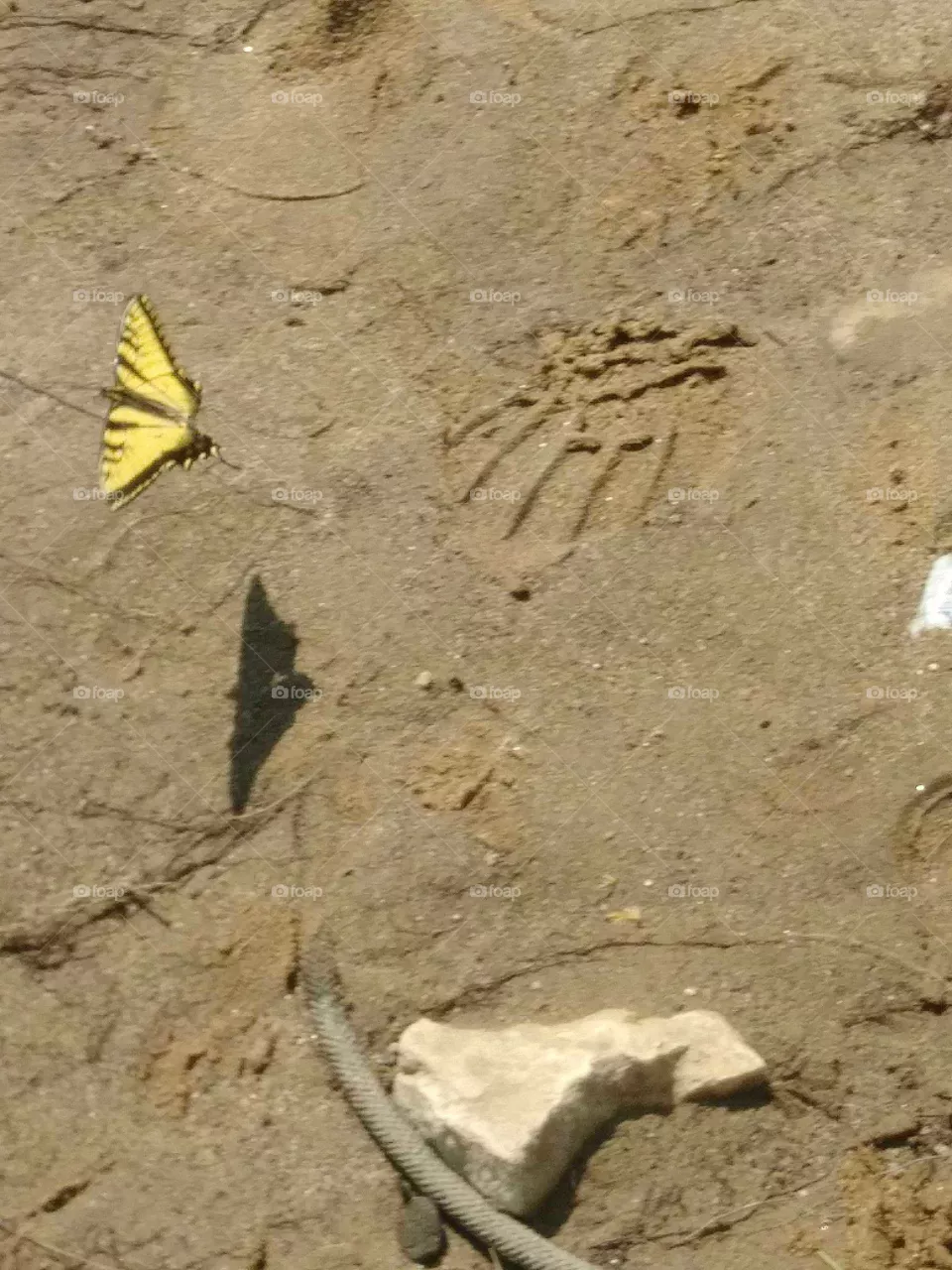 tterfly