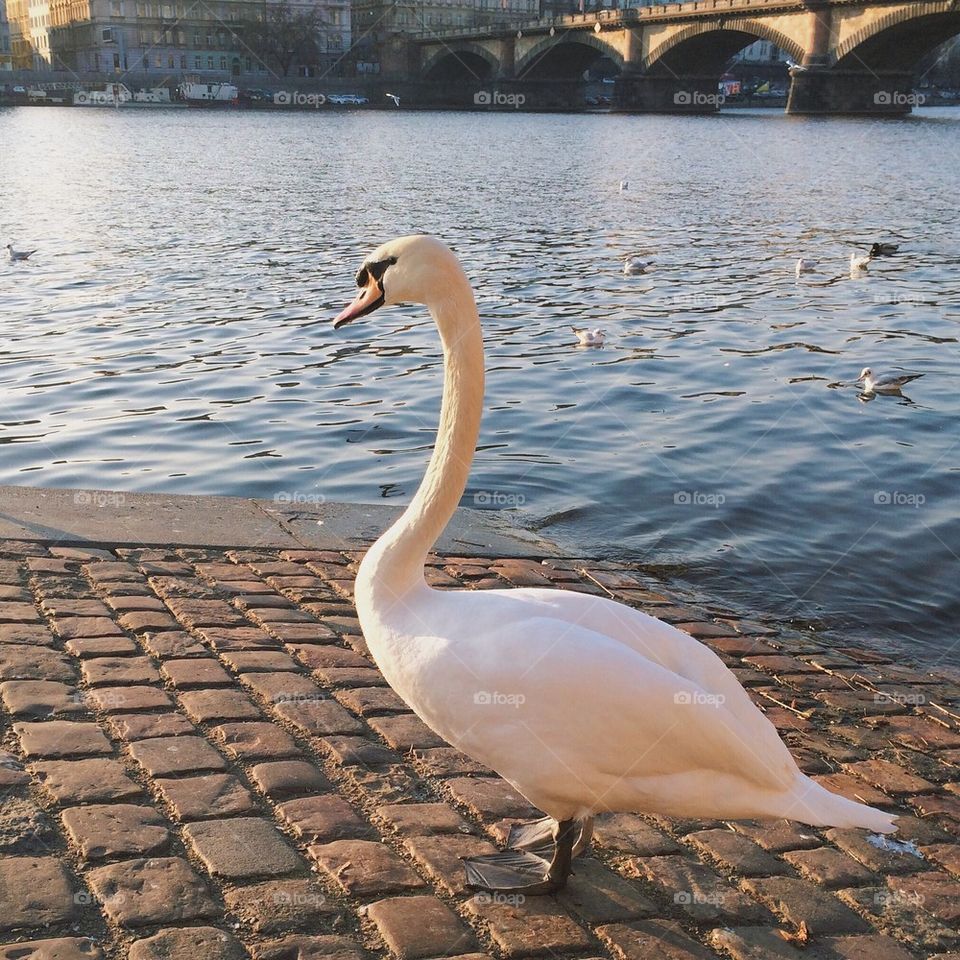 Swan by river on a sunny day